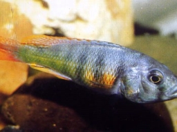 ptychromis_zue_island_20090509_1139683020