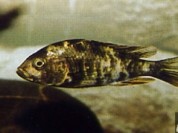pyxichromis_chromogynos_f_20090509_1594776872
