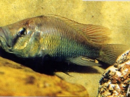 pyxichromis_orthosomas_m_20090509_1243060524