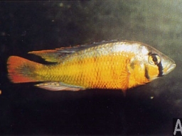pyxichromis_sp_rock_kribens_20090509_1987528042