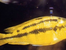 pyxichromis_sp_rock_kribensis__f_20090509_1542118725